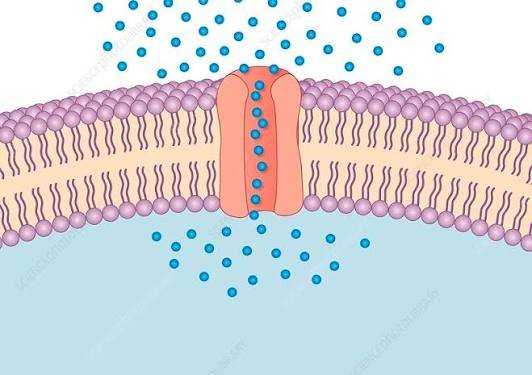 Passive Transport